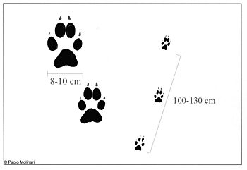 Zeichnung von Wolfsspuren mit Grössenangaben. Quelle: KORA