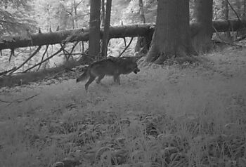 Wolf durch Fotofalle im Kanton Schwyz erfasst.